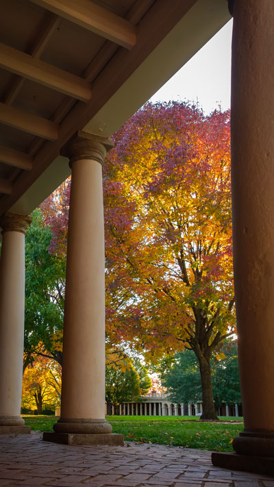 Phone background: Fall foliage through the Lawn colonnade