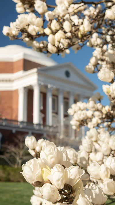 Phone background: Trees in bloom north of the Rotunda