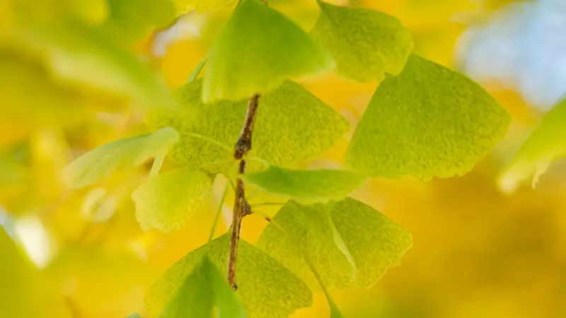 Desktop background: Closeup of ginkgo leaves