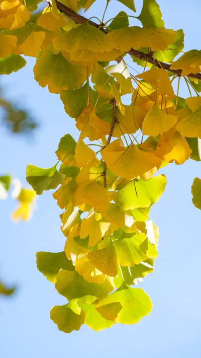 Phone background: Closeup of ginkgo leaves