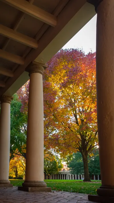 Phone background: Fall foliage on the Lawn